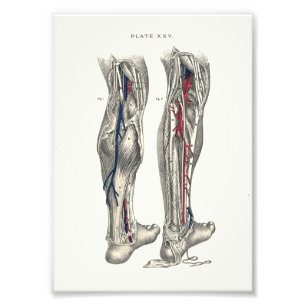Impression Photo 1895 Poignée d'impression de l'anatomie humaine