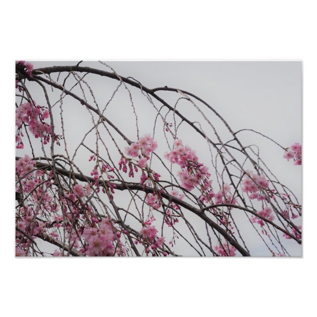 Impression Photo 19"x13" Cherry Blossom Buds (Devant)