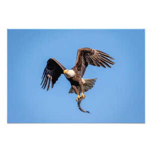 Impression Photo 19x13 Eagle chauve avec un poisson