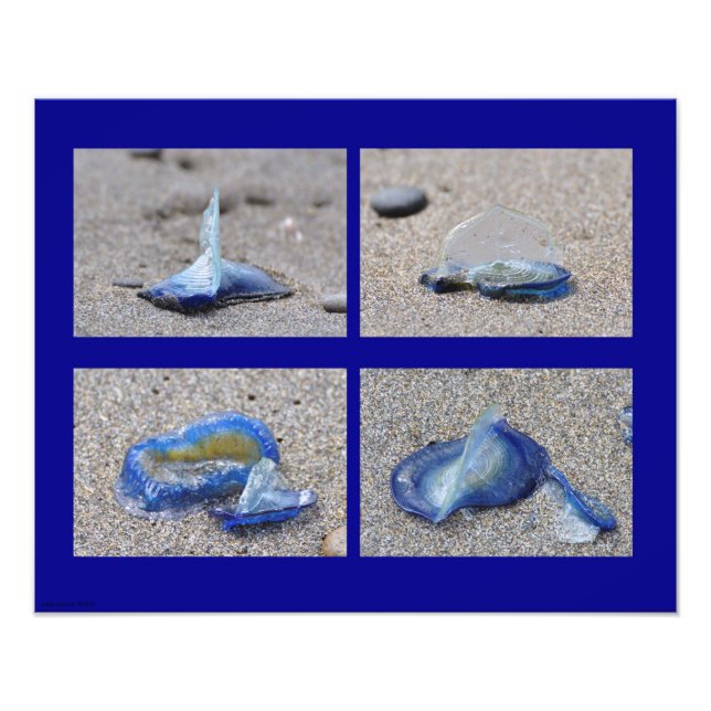 Impression Photo 20X16 Méduse (Devant)