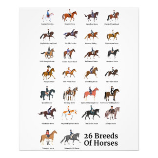 Impression Photo 26 races de chevaux