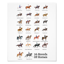 26 races de chevaux
