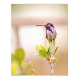 Impression Photo 3037-Colibri assis sur une feuille