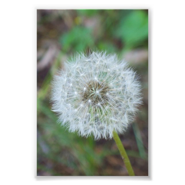 Impression Photo 4 po x 6 po de beau pandelion (Devant)