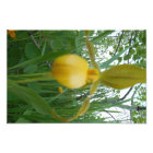 Impression photo 5x7