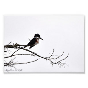 Impression Photo 5X7 Kingfisher contre Stark Sky