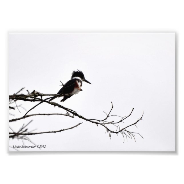 Impression Photo 5X7 Kingfisher contre Stark Sky (Devant)