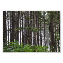 5X7 La Push 2nd Beach Trail