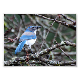 Impression Photo 5X7 Western Blue Jay