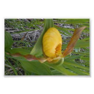 Impression photo 6x4