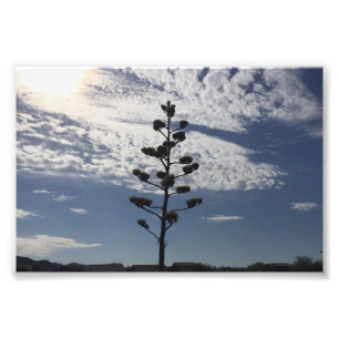 Impression photo 6X4 de l'agave en fleurs