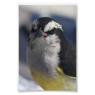 Impression Photo A Bananaquit ~ Yes I am, looking at you.  