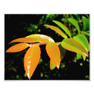 Impression Photo À feuillage persistant Huckleberry