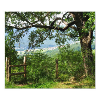 Impression Photo À travers le feuillage