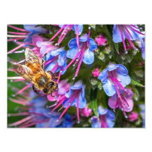 Impression Photo Abeille affairée