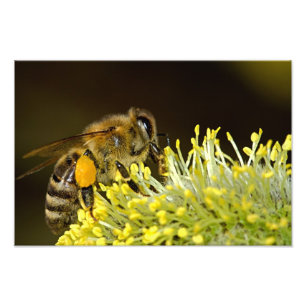 Impression Photo Abeille au travail