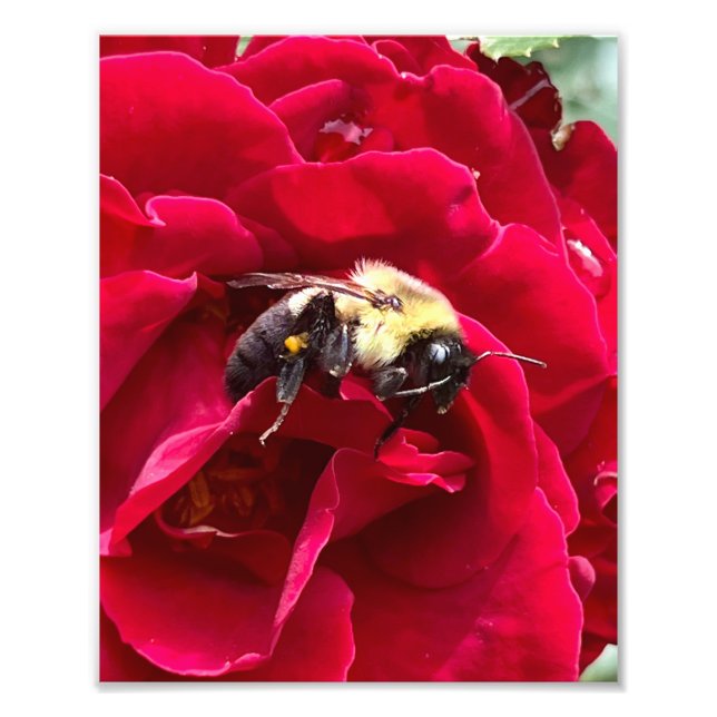 Impression Photo Abeille de miel affamée (Devant)