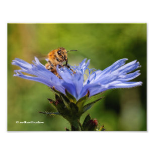 Impression Photo Abeille de miel sur le radicchio florissant