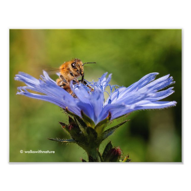 Impression Photo Abeille de miel sur le radicchio florissant (Devant)