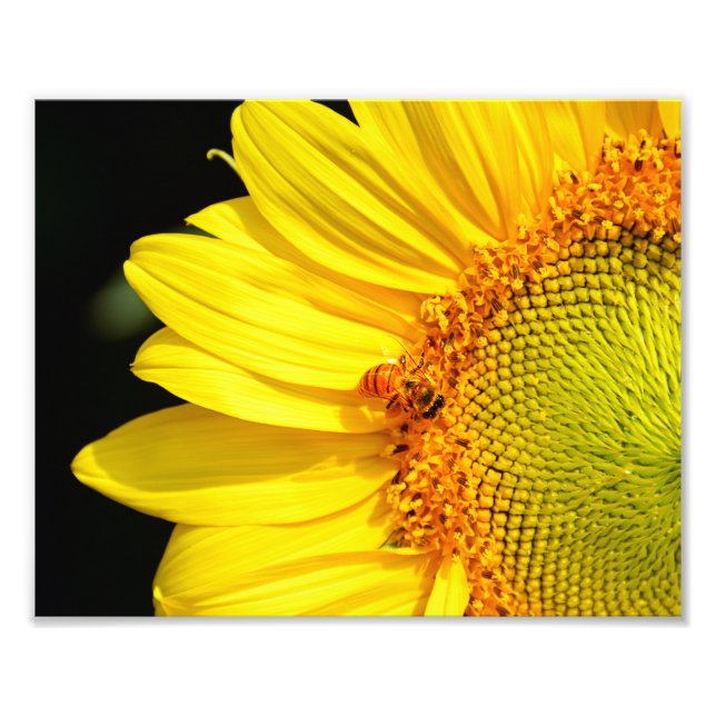 Impression Photo Abeille de miel visitant un tournesol (Devant)