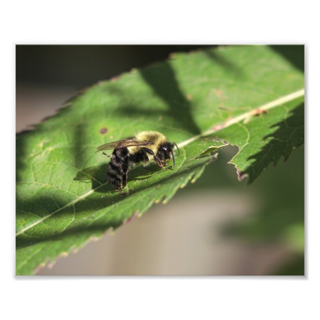 Impression Photo Abeille floue sur grande feuille verte (Devant)
