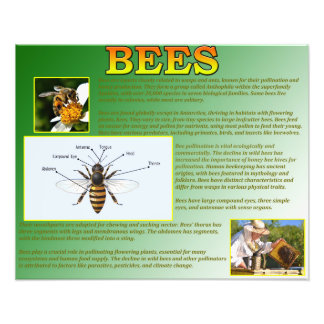 Impression Photo Abeilles