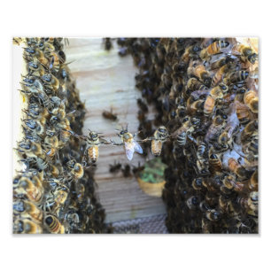 Impression Photo Abeilles de miel tenant des mains