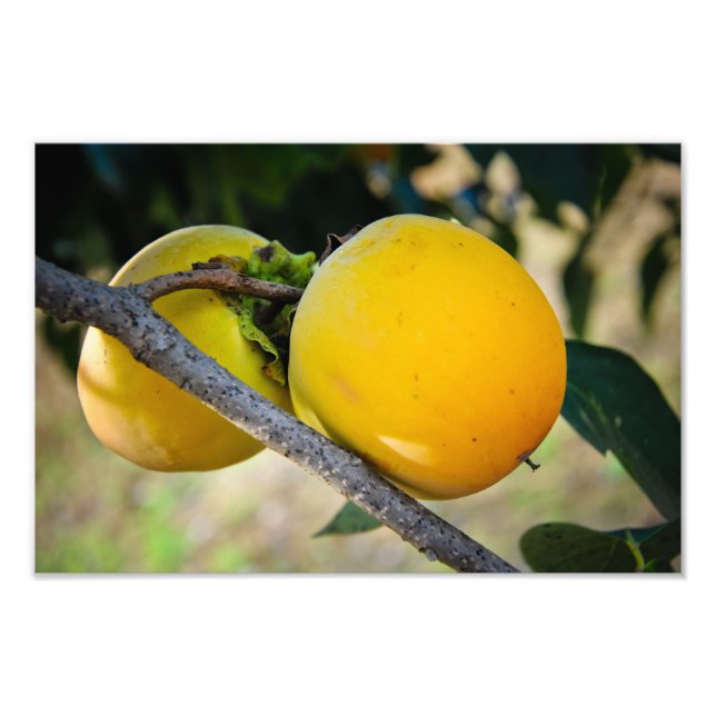 Impression Photo Abricots (Devant)