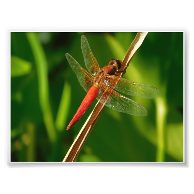 Impression Photo Accrocher (Devant)