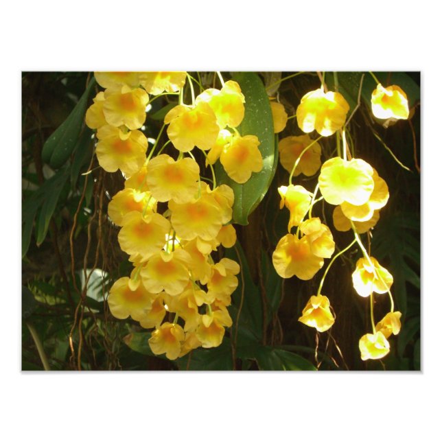 Impression Photo Accrocher les orchidées jaunes Fleurs tropicales (Devant)