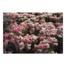 Achillée rose 19"x13"