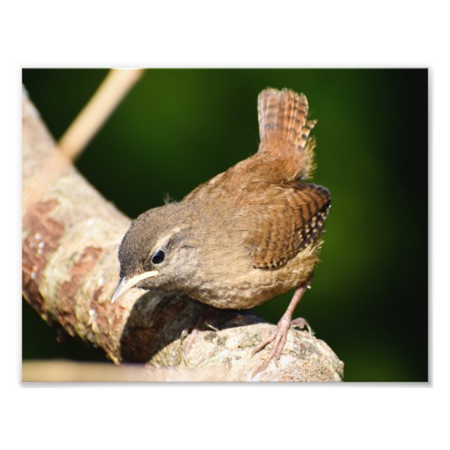 Impression Photo adorable Petit Wren (Devant)