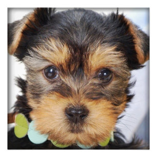 Impression Photo Adorable Yorkshire Terrier