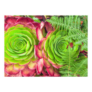 Impression Photo Aeonium