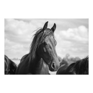 Impression Photo affiche à tête de cheval