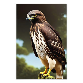 Impression Photo affiche d'art de faucon