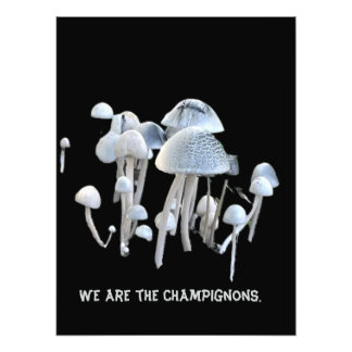 Impression Photo Affiche de champignons
