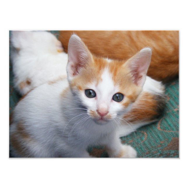 Impression Photo Affiche de chaton mignon orange et blanc (Devant)