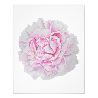 Impression Photo Affiche de fleur aquarelle Peony rose