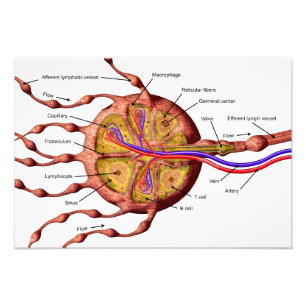Impression Photo Affiche de ganglion lymphatique