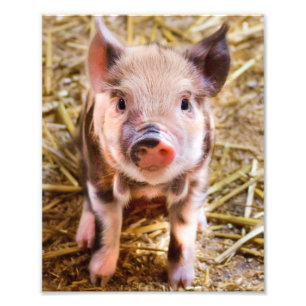Impression Photo Affiche de petit cochon mignon