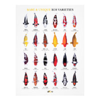 Affiche de variétés rares et uniques de koïs