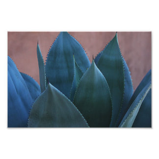 Impression Photo Agave cactus 02