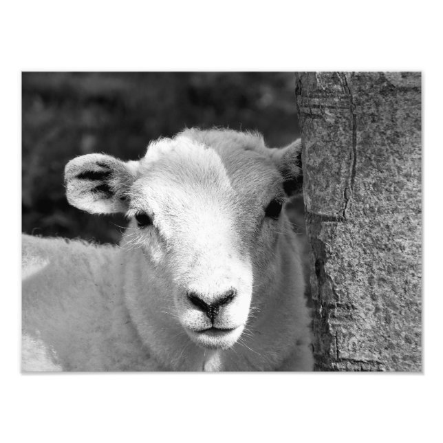 IMPRESSION PHOTO AGNEAU (Devant)