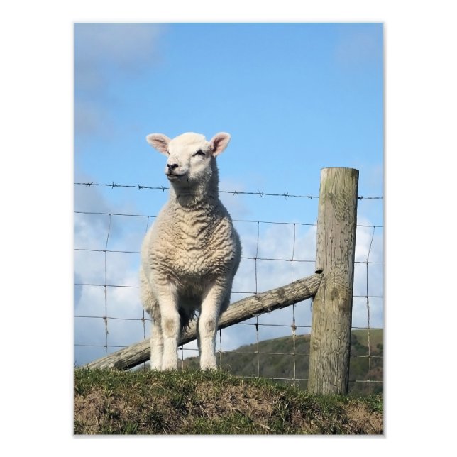IMPRESSION PHOTO AGNEAU CUIT (Devant)