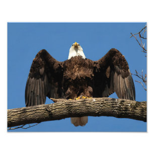 Impression Photo Aigle