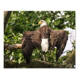 Impression Photo Aigle