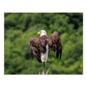 Impression Photo Aigle 11x14 sur une branche
