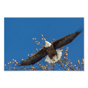 Impression Photo Aigle à tête
