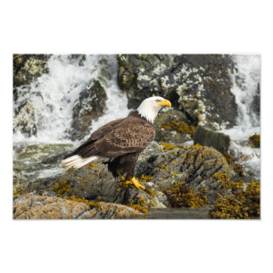 Impression Photo Aigle à tête blanche